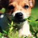 5 plantas tóxicas que ponen en peligro la salud de tu perro