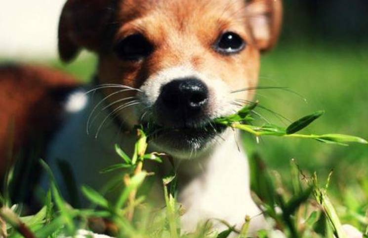 Lee más sobre el artículo 5 plantas tóxicas que ponen en peligro la salud de tu perro