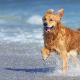 Qué tener en cuenta si vas con tu perro a la playa