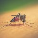 Verano y dengue: recomendaciones para prevenir la picadura del mosquito