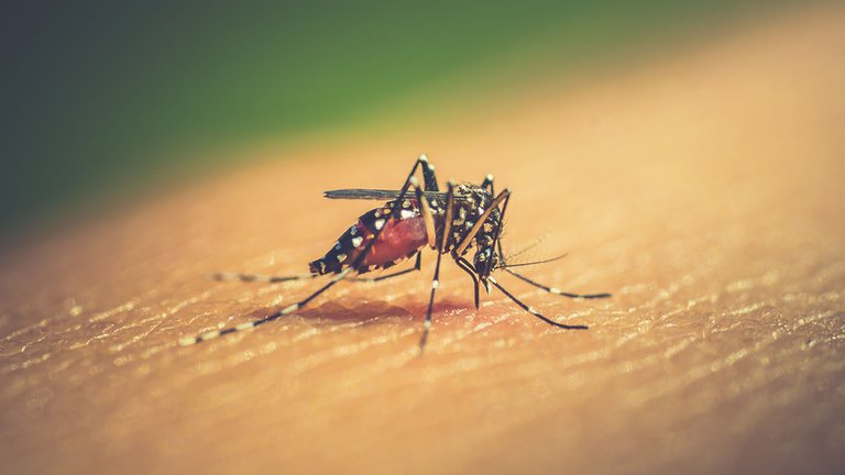 Lee más sobre el artículo Verano y dengue: recomendaciones para prevenir la picadura del mosquito