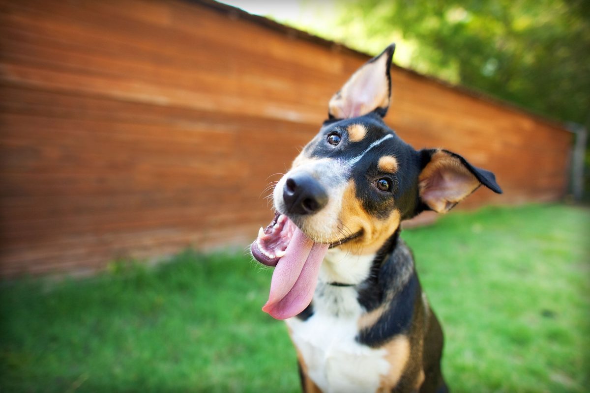 Lee más sobre el artículo 10 cosas que las mascotas adoran que les hagas