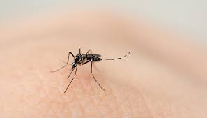 Lee más sobre el artículo Dengue: cuáles son sus síntomas y cómo prevenirlo