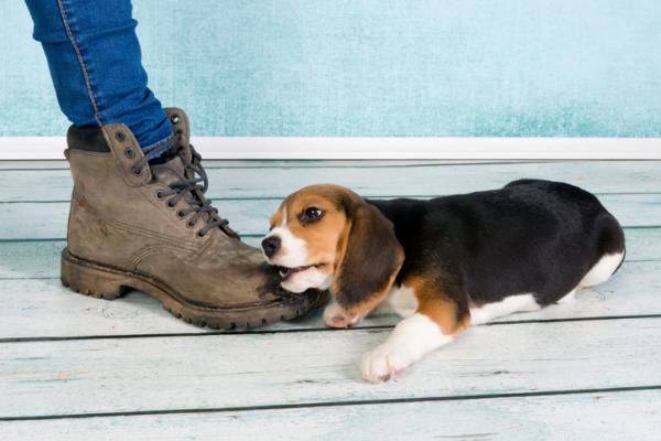 Lee más sobre el artículo Por qué mi perro me muerde los pies cuando camino