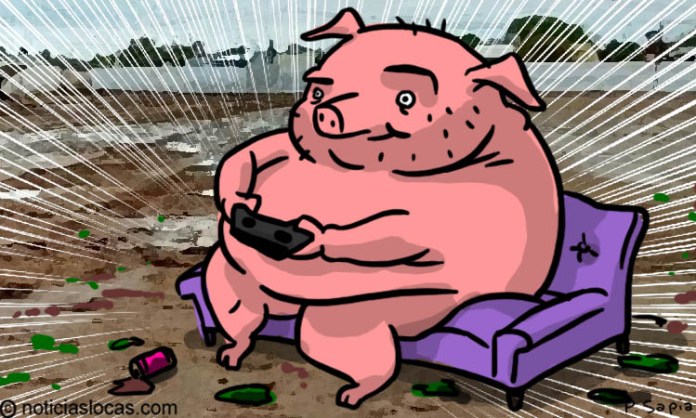 Lee más sobre el artículo Los cerdos son capaces de jugar videojuegos, según un nuevo estudio