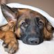 Los perros también se pueden resfriar: cuáles son los síntomas y cómo curarlos