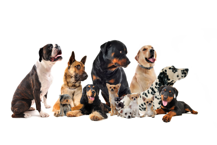 Lee más sobre el artículo Cuáles son las razas de perros más populares en el mundo