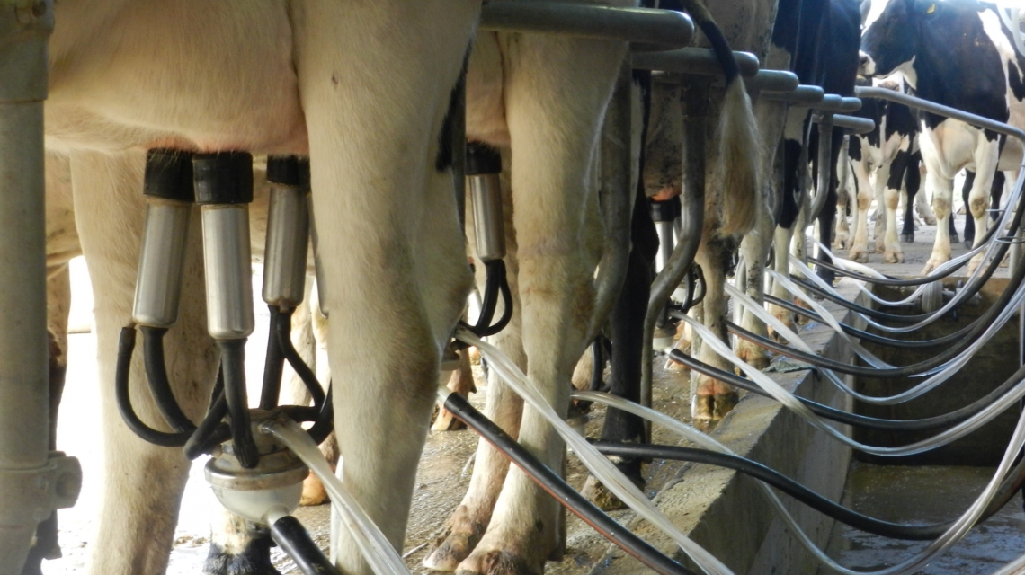 Lee más sobre el artículo La provincia se posiciona en el desarrollo de la cadena de valor láctea