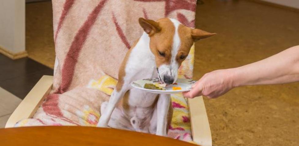 Lee más sobre el artículo 25 alimentos para humanos que los perros nunca deberían comer