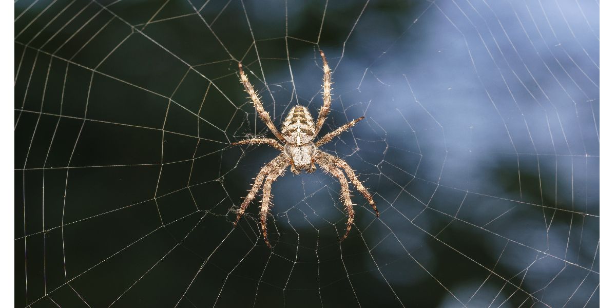 Lee más sobre el artículo Cómo controlar la aparición de arañas en la casa