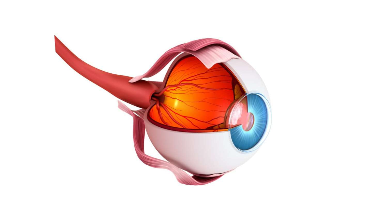 Lee más sobre el artículo Día Mundial del Glaucoma: por qué se celebra el 12 de marzo