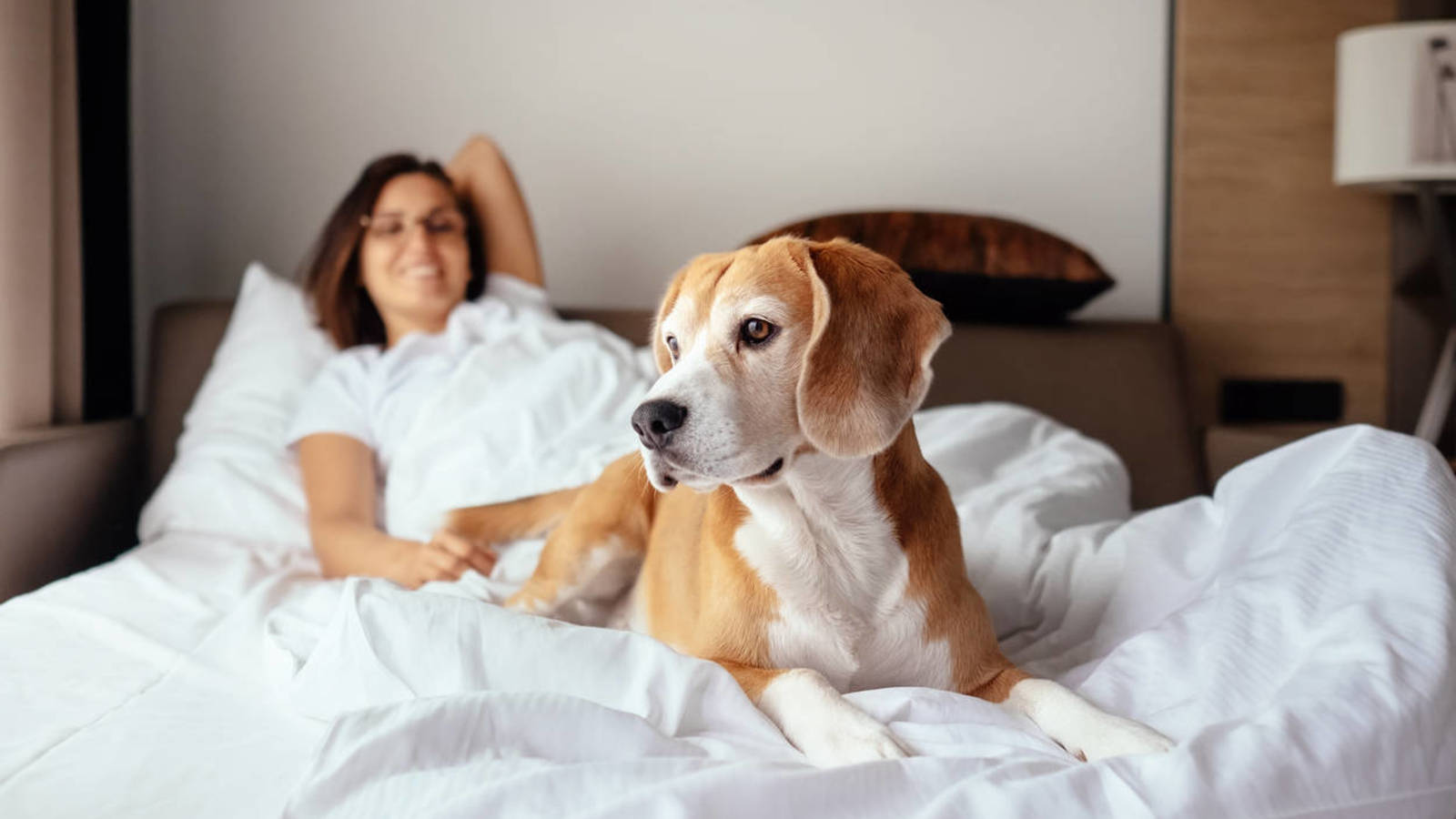 Lee más sobre el artículo ¿Es conveniente dormir con perros?