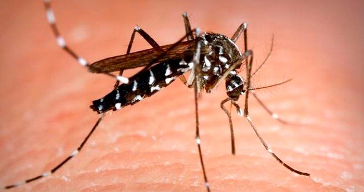Lee más sobre el artículo 5 repelentes naturales contra los mosquitos