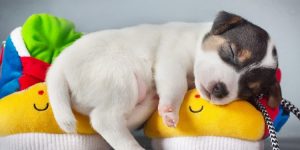 Lee más sobre el artículo Qué puede soñar un perro