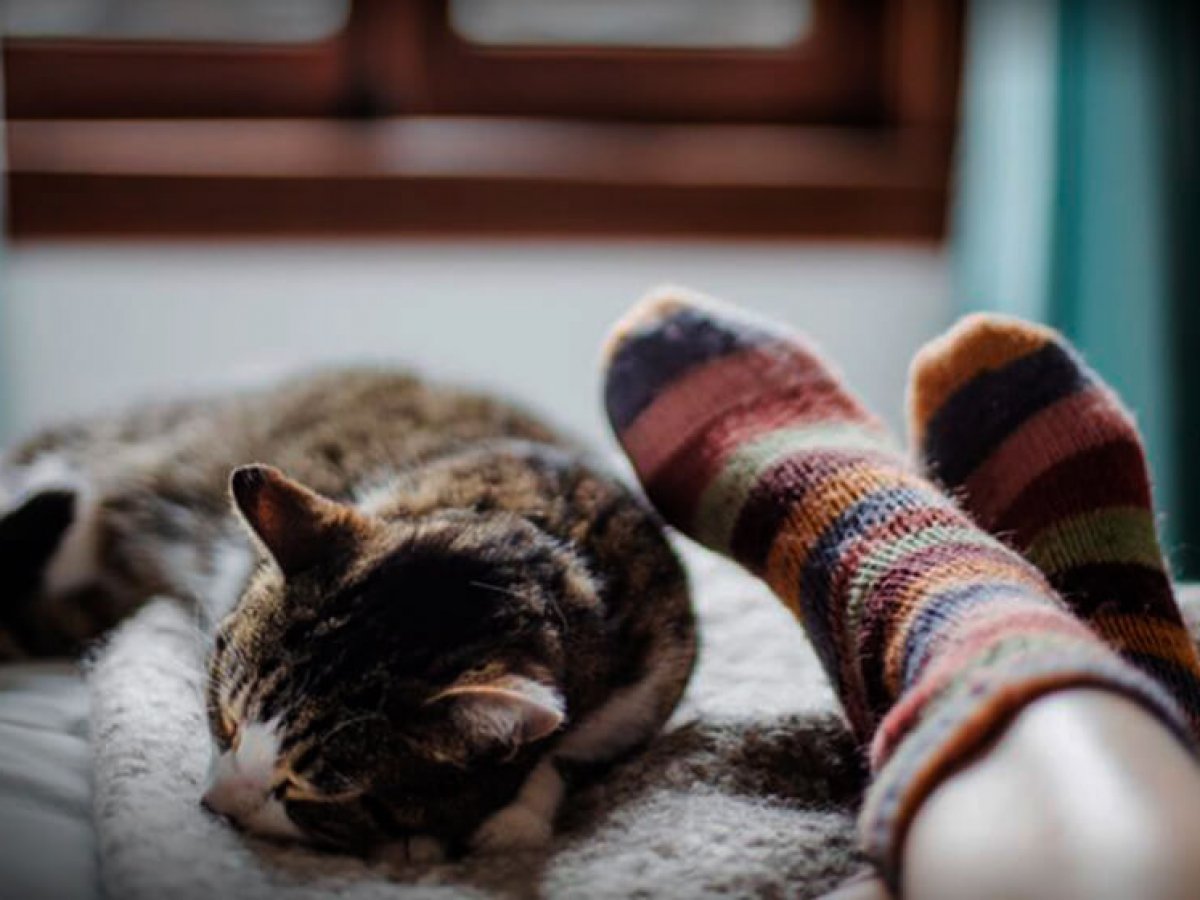 Lee más sobre el artículo Por qué a los gatos les gusta dormir en los pies de la cama