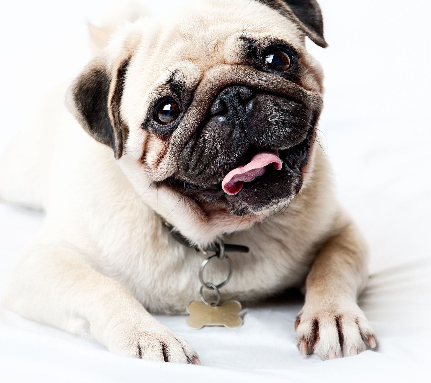 Lee más sobre el artículo Cuáles son las razas de perros más simpáticas