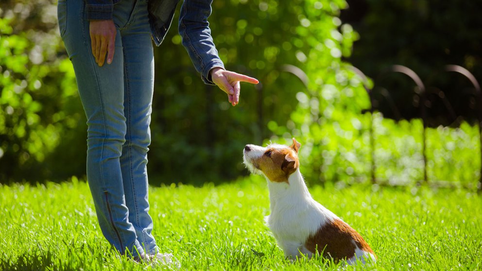 Lee más sobre el artículo Cuáles son las 13 normas básicas para educar a nuestro perro