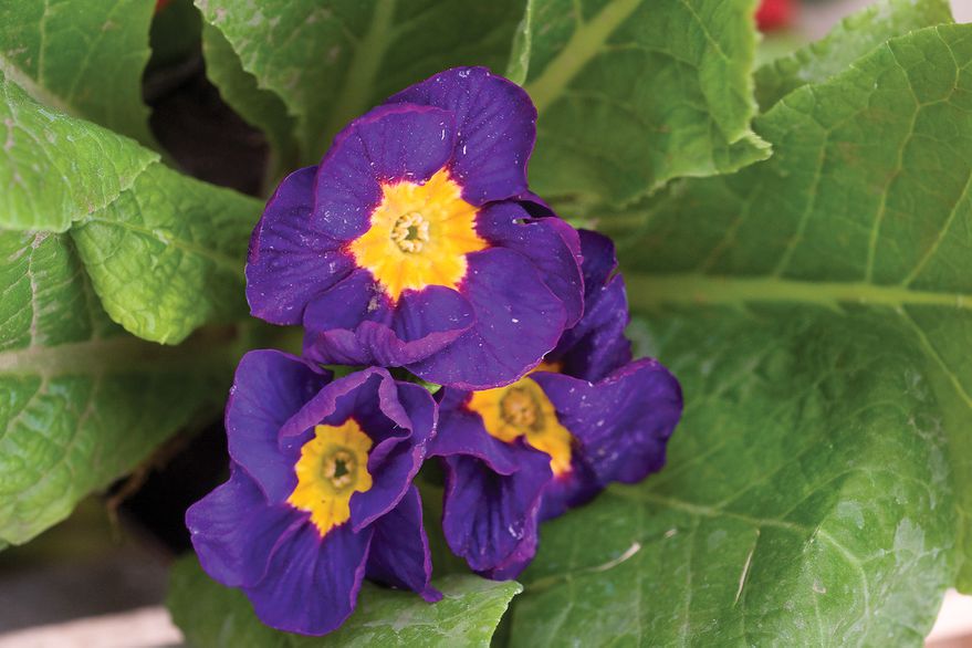 Lee más sobre el artículo Huerta de otoño: cuatro flores comestibles para sumar color a tus platos