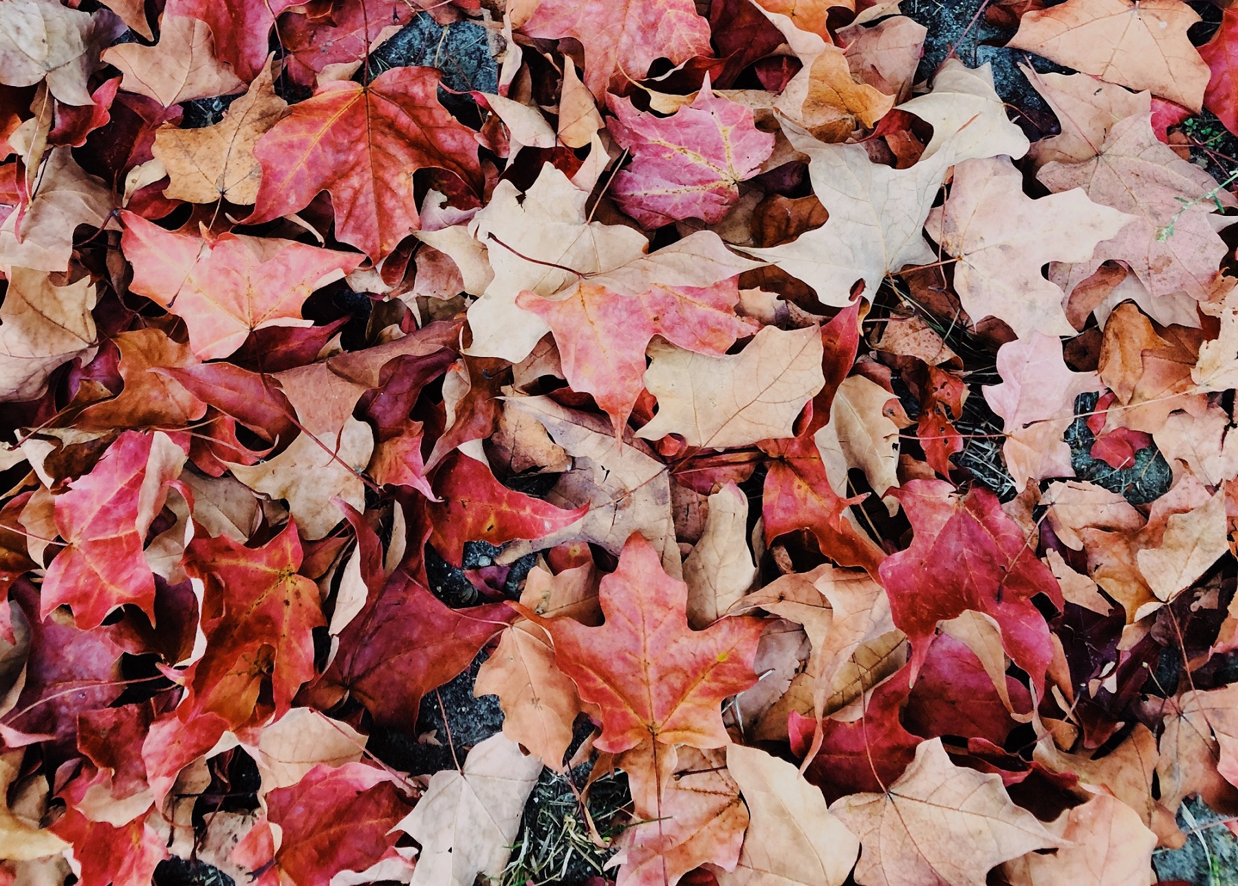 Tips para hacer el mejor compost de otoño