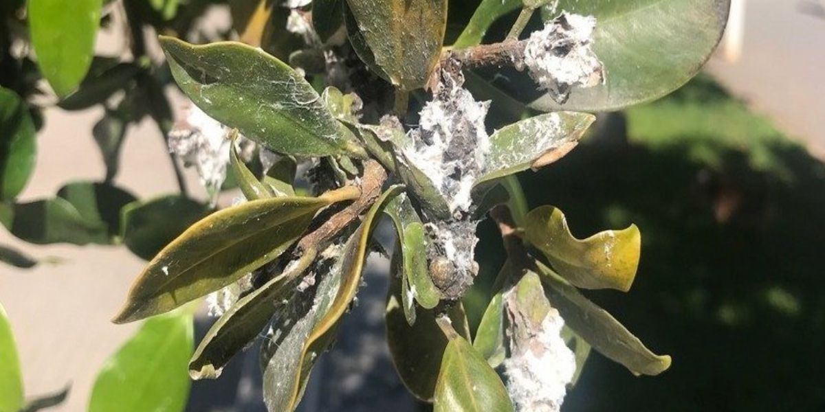 Lee más sobre el artículo Conchillas algodonosas: cómo salvar a tus plantas del acoso de esos bichitos blancos y hambrientos