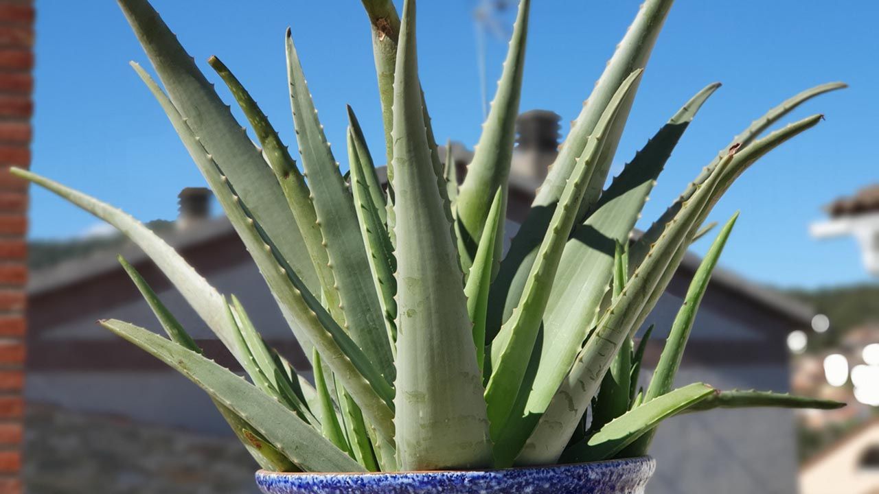 Lee más sobre el artículo Cómo cuidar la planta de Aloe vera: trucos y consejos de expertos