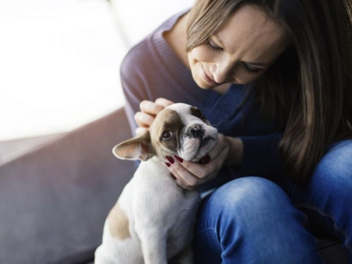 Lee más sobre el artículo Leptospirosis, una enfermedad silenciosa que puede afectar a tu mascota
