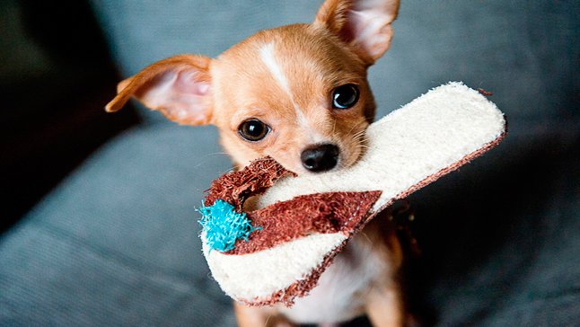 Lee más sobre el artículo Por qué los perros mastican zapatos