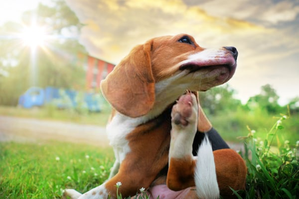 Lee más sobre el artículo Cómo eliminar las pulgas que tiene el perro (y que quedan en la casa)