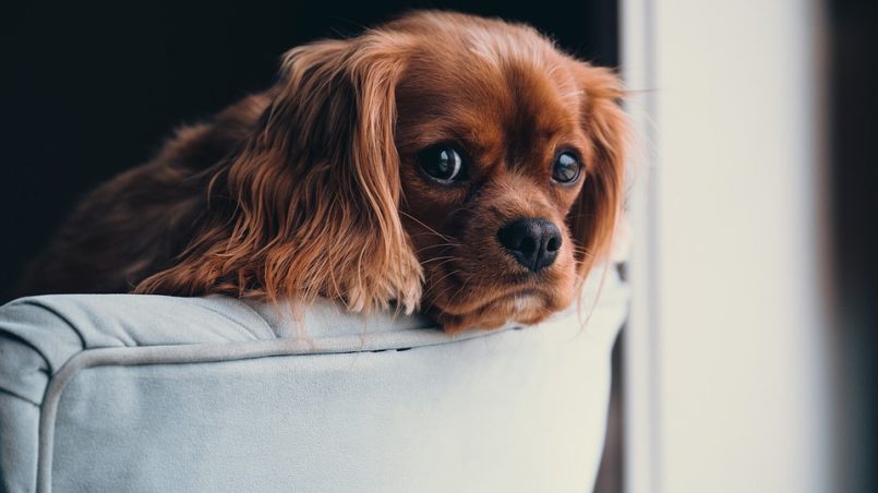 Lee más sobre el artículo Aseguran que los perros se ponen celosos cuando imaginan a sus dueños relacionándose con otros animales