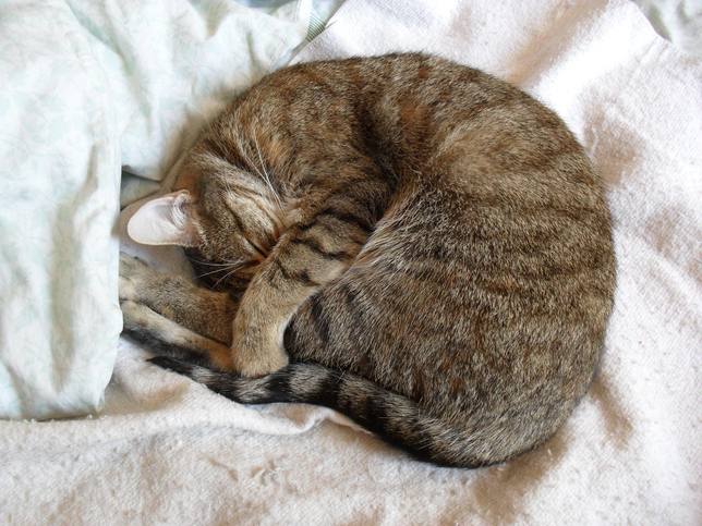 Lee más sobre el artículo ¿Por qué los gatos duermen tanto?
