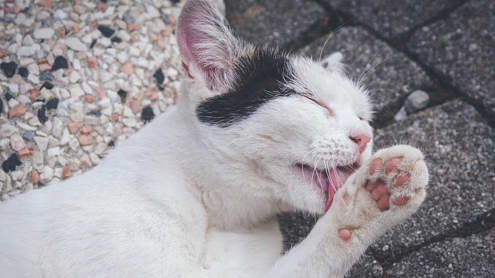 Lee más sobre el artículo Regulan la temperatura e incorporan vitaminas: las increíbles razones por las que los gatos se lamen