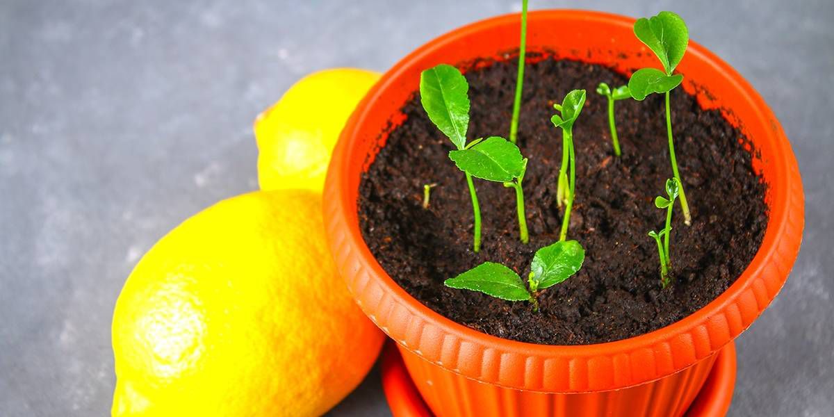 Lee más sobre el artículo Cómo plantar limón en una maceta de forma sencilla y correcta