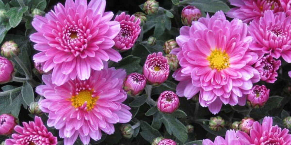 Lee más sobre el artículo Cuáles son las plantas (con flores) que sacan los malos olores del hogar