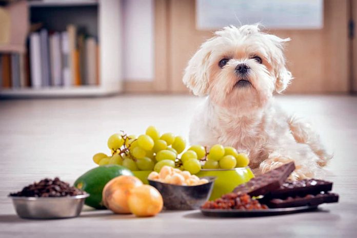 Lee más sobre el artículo Cuáles son los alimentos tóxicos que pueden perjudicar a tu perro