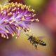 Día mundial de las abejas: qué se puede aprender de ellas