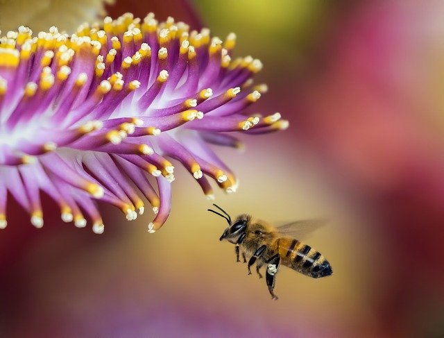 Lee más sobre el artículo Día mundial de las abejas: qué se puede aprender de ellas