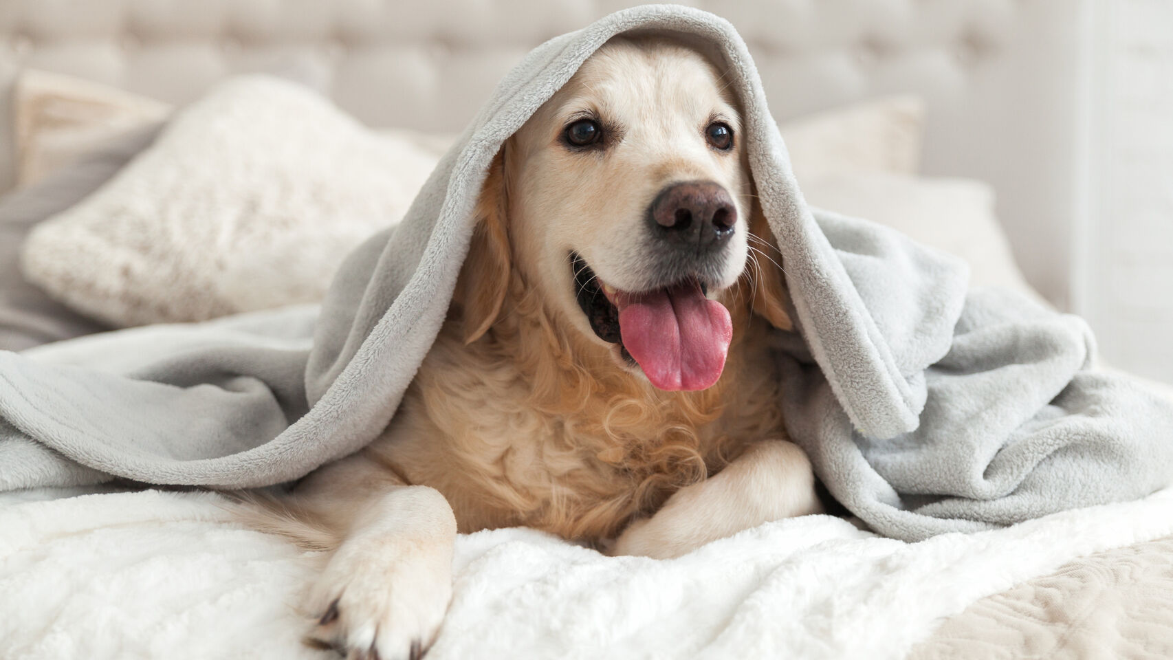 Lee más sobre el artículo 5 consejos para cuidar a tu perro cuando llega el frío