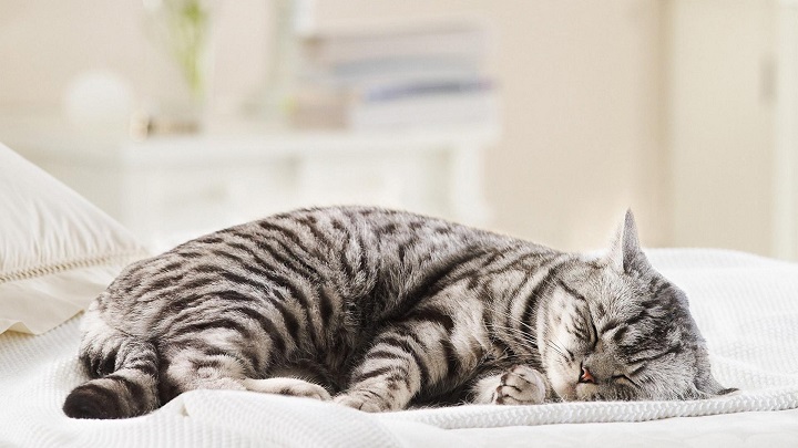 Lee más sobre el artículo Dónde debe dormir realmente tu gato y cómo preparar el lugar adecuado