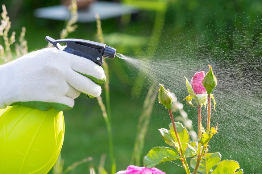 Lee más sobre el artículo Remedios naturales para eliminar las plagas de tus plantas
