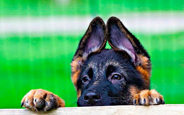 Lee más sobre el artículo Cuál es el mensaje que pueden dar las orejas de nuestro perro