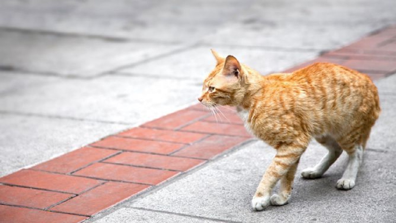 Lee más sobre el artículo Cuánto vive un gato doméstico y uno callejero: la importancia de la adopción