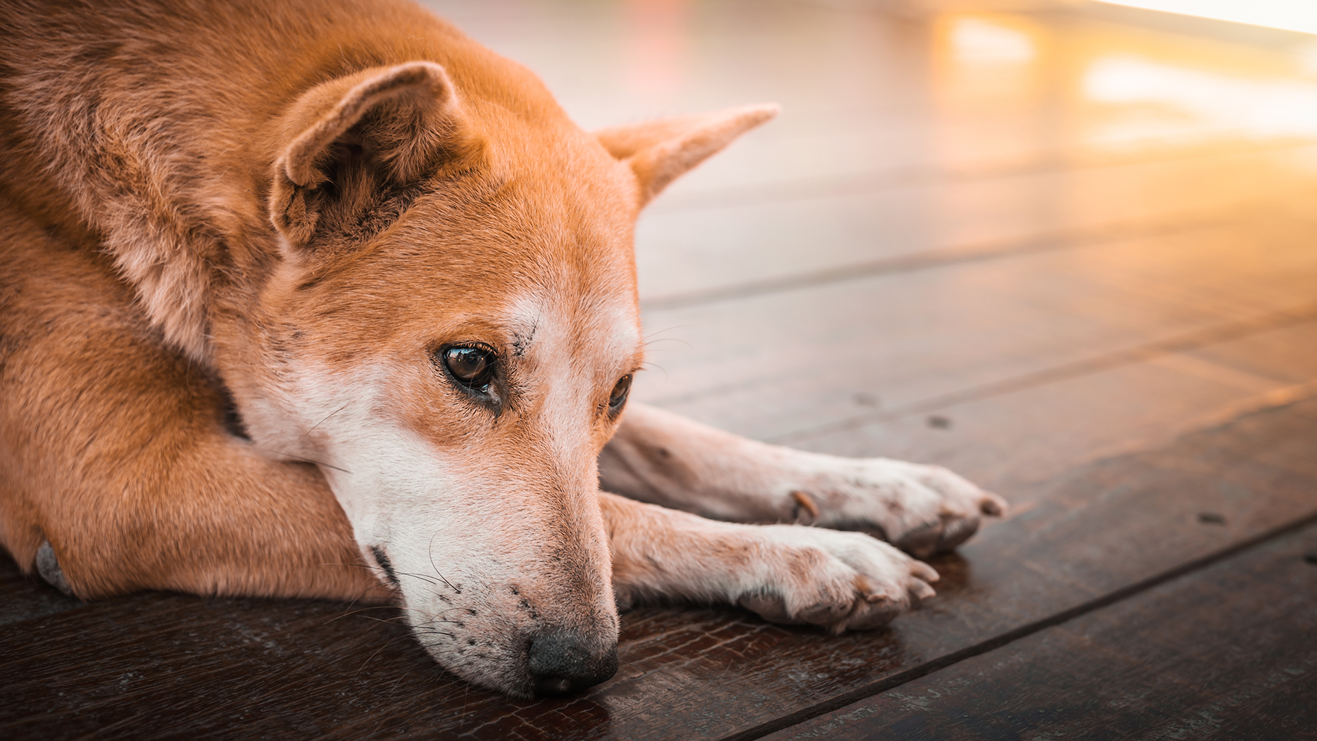 Lee más sobre el artículo 5 cosas que los perros hacen cada día y no deberían, según los veterinarios