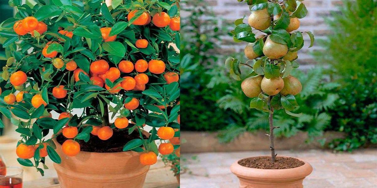 Lee más sobre el artículo 4 árboles frutales que pueden cultivarse de manera sencilla en una maceta