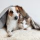¿A qué temperatura los perros y gatos sienten frío?