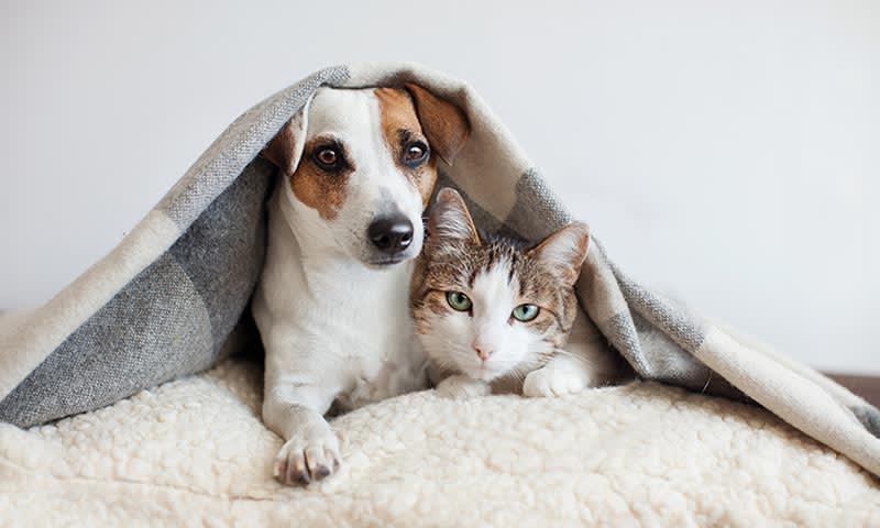 Lee más sobre el artículo ¿A qué temperatura los perros y gatos sienten frío?