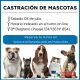 Castración de mascotas en Bº Belgrano