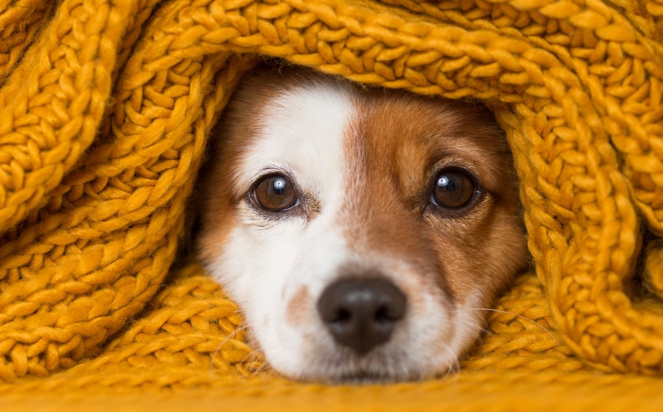 Lee más sobre el artículo Las mejores formas de proteger a tu perro del frío