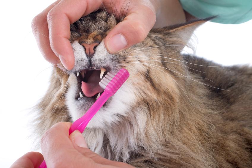 Lee más sobre el artículo ¿Debemos cepillar los dientes de nuestros gatos?