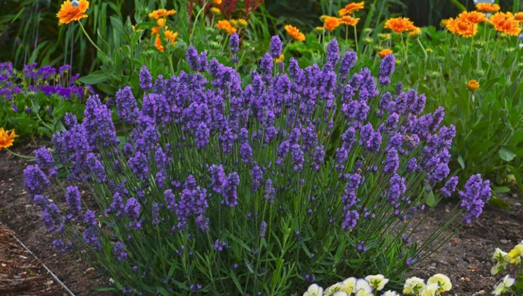 Lee más sobre el artículo Seis plantas con flores que resisten al frío a puro color