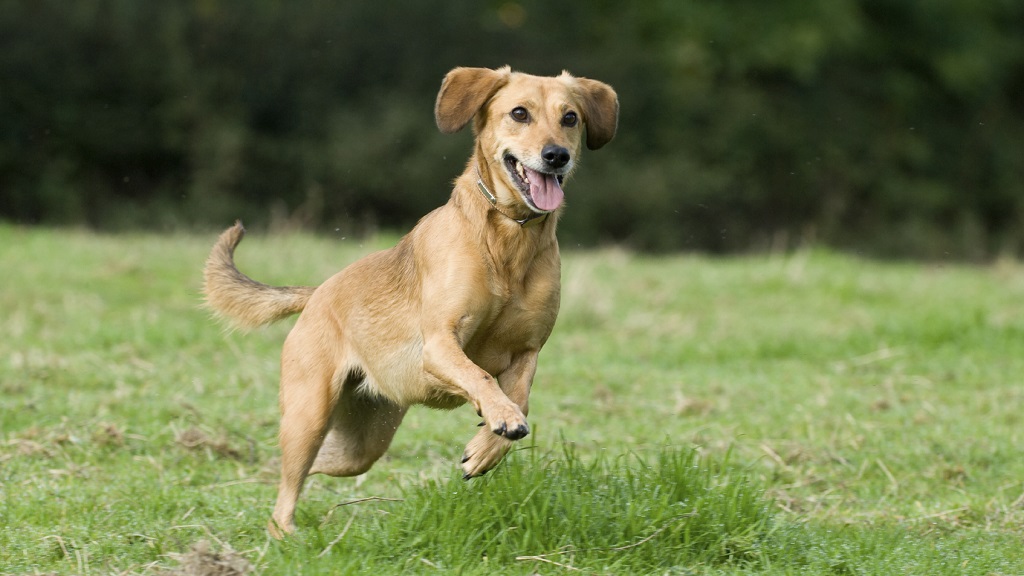 Lee más sobre el artículo Cuando un perro mueve la cola, no siempre expresa alegría